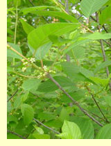 Крушина ломкая (Rhamnus frangula L.) Крушина ломкая (Rhamnus frangula L.)